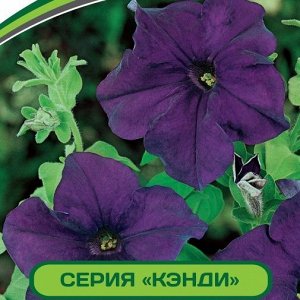 Петуния Кэнди Мелани F1 крупноцветковая прямостоячая