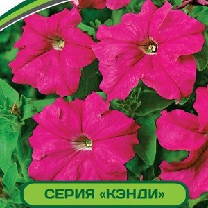 Петуния Кэнди Фредерика F1 крупноцветковая прямостоячая