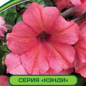 Петуния Кэнди Эвелина F1 крупноцветковая прямостоячая