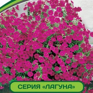 Петуния Лагуна Ирен F1 многоцветковая каскадно-ампельная