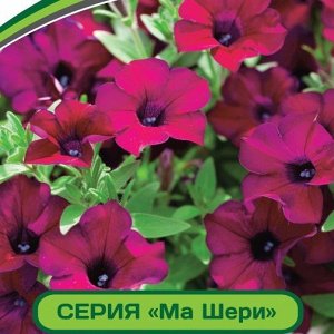 Петуния Ма Шери Патриция F1 многоцветковая полуампельная