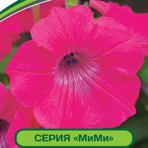 Петуния МиМи Жаклин F1 многоцветковая каскадная