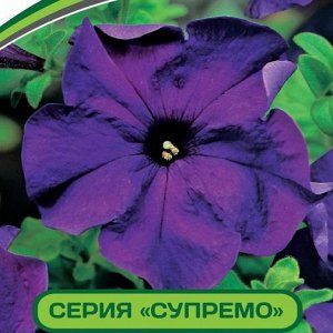 Петуния Супремо Флоренца F1 крупноцветковая полуампельная