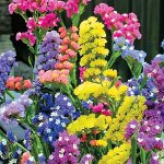 Статица Радужная смесь