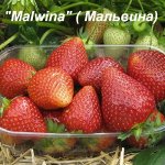 Malwina(500) ОЧЕНЬ ПОЗДНИЙ