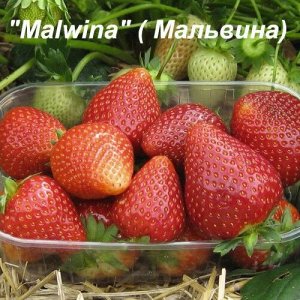 Malwina(А) ряд 50 заказов