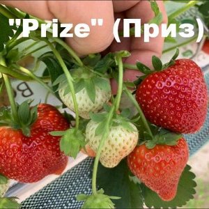 Клубника «Prize» (Приз)