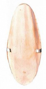 Панцирь каракатицы с держателем 12см 5050