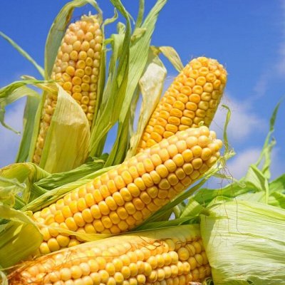 Семена овощей и цветов. Стимуляторы роста, Инсектициды — Кукуруза