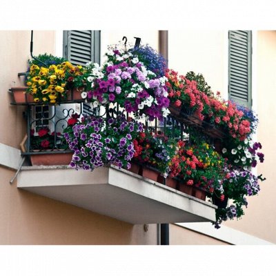 Цветочные луковицы 🌱 Саженцы Семена + Урожай на Окне — Цветущий Балкон