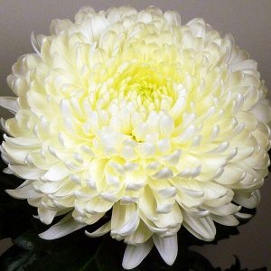 Хризантема Allouise White, укорененные черенки