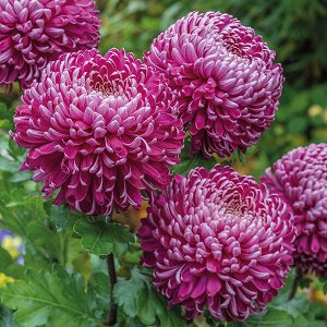 Хризантема Regal Mist Purple, укорененные черенки