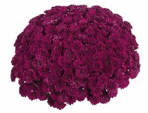 Хризантема Lagoon Purple, укорененные черенки