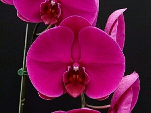 Phal. OX Shoe of Queen