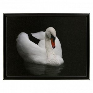 Картины "Лебедь" 30х40 (33х43) см