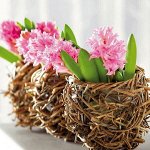 Комнатные цветы от 25 руб: фрезии, орхидейные нарциссы и др