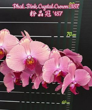 Phal. Pink Crystal Crown