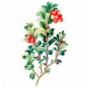 Брусника ягода "Беловодье" дроблённая 25 г при турберкулёзе, мочекаменной болезни и ревматизме