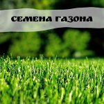 Газонные травы