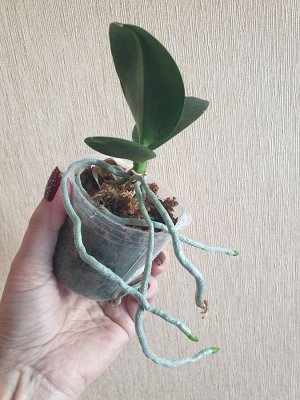 Dtps i-hsin spot eagle