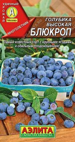 Голубика высокая Блюкроп