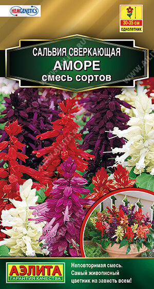 Сальвия Аморе, смесь сортов