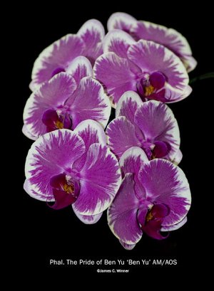 Phal. The Pride Of Ben Yu
