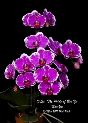 Phal. The Pride Of Ben Yu