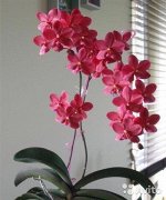 Phal. Buddha&#039;s Treasure