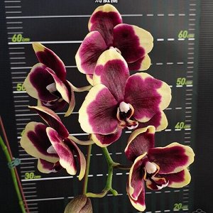 Phal. I-Hsin Circus