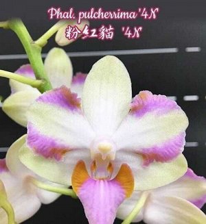 Phal. pulcherrima