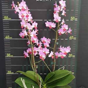 Phal. Liu's Triprince