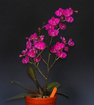 Phal. Queen Beer