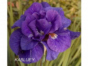 Ирис Sibirica Kabluey
