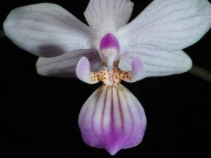 Phal.lindinii