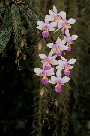 Phal.lindinii