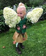 Гортензия метельчатая Геркулес