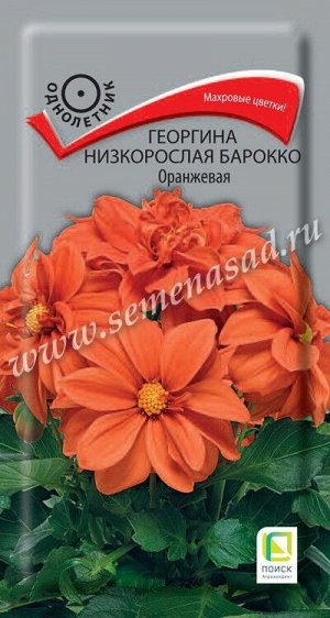 Георгина Барокко Фиолетовая (Код: 90601)