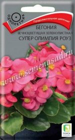Бегония вечноцветущая зеленолистная Супер Олимпия Роуз (ЦВ) (&quot;1) 15шт