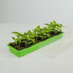 Садовый инвентарь: держатели, баночки стекло, для рассады
