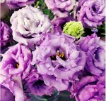3Лизиантус Corelli Lavander