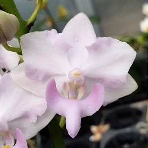 Phal. Purple Gem Pink