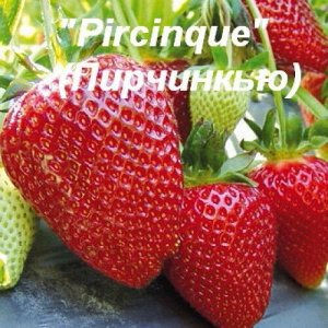 Pircinque (A) ( цена за 10 штук)