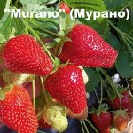 Клубника Нейтралы! 5 штук