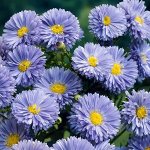 Aster novi-belgii Marie Ballard