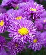 Aster Pride of Cornwall