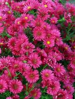 Aster novi-belgii Royal Ruby