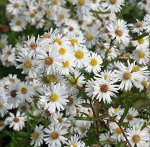 Aster White Ladies