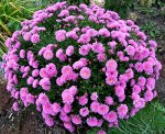 Aster dumosus Alice Haslam