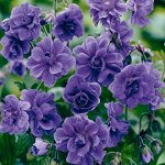 Geranium himalayense Plenum